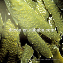 Fucoxanthin 1%